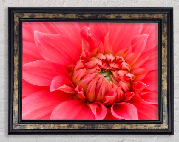 Delicate Pink Petal Head