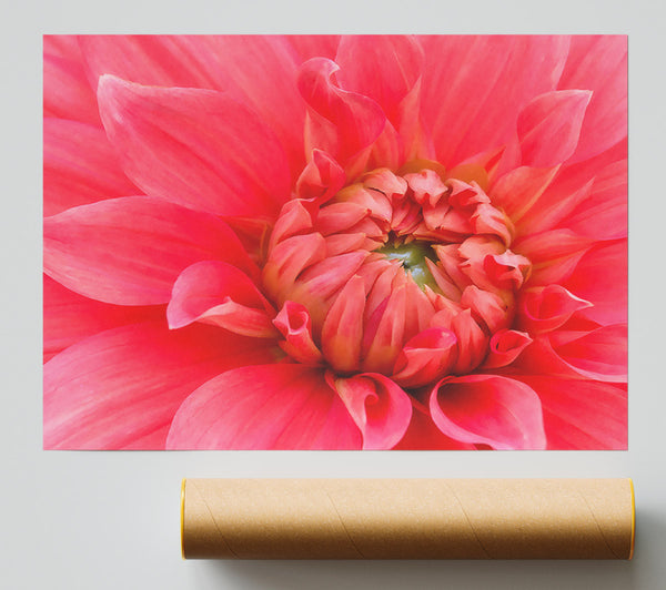 Delicate Pink Petal Head Print