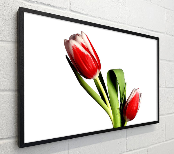 Tulip Model