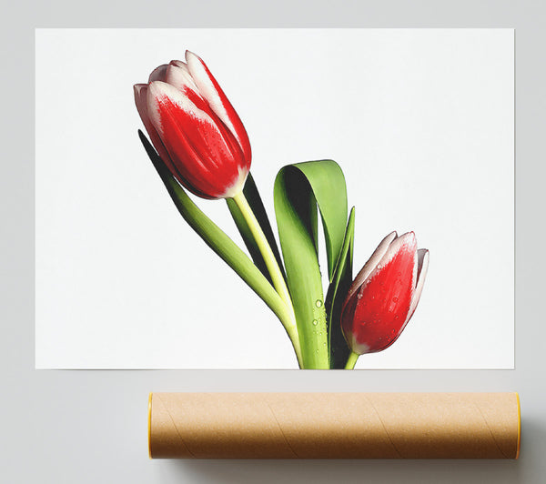 Tulip Model Print