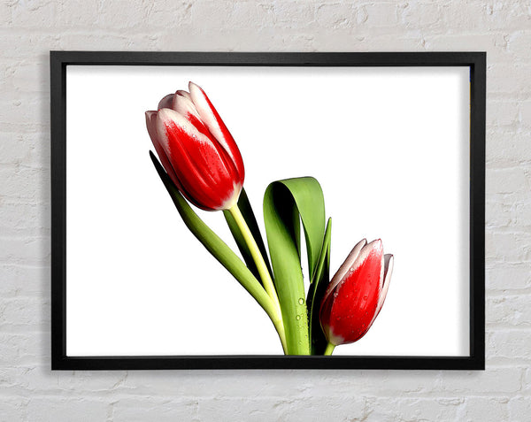 Tulpenmodell