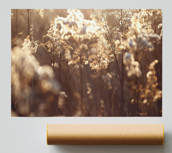 Winter Sunlight Flowers Print
