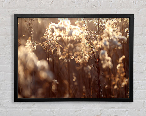 Winter Sonnenlicht Blumen