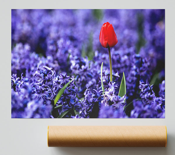 Red Tulip And Hyacinths Print