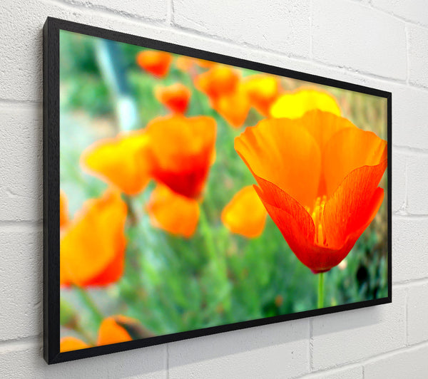 California Poppies Orange