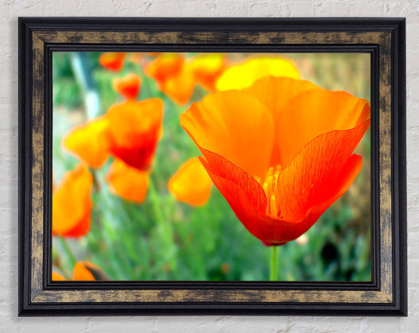 California Poppies Orange Framed Print