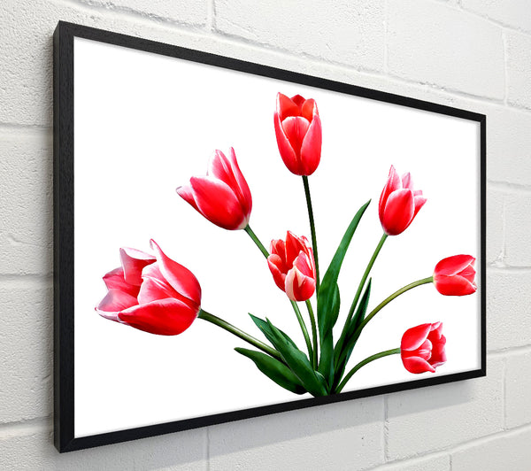 Red Pink Tulips