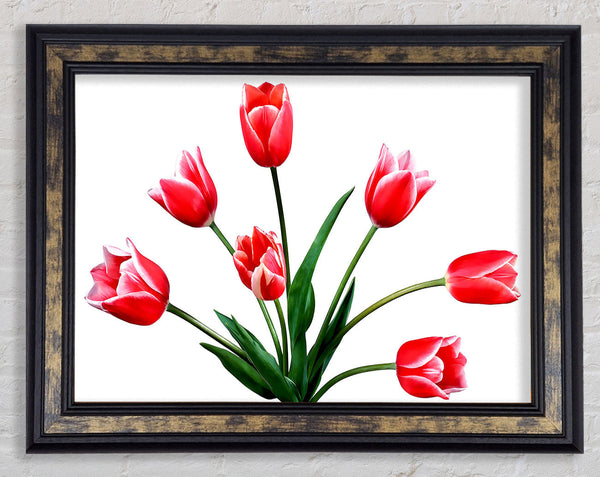 Red Pink Tulips Framed Print