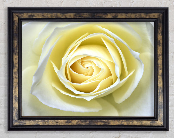 Delicate Elegance