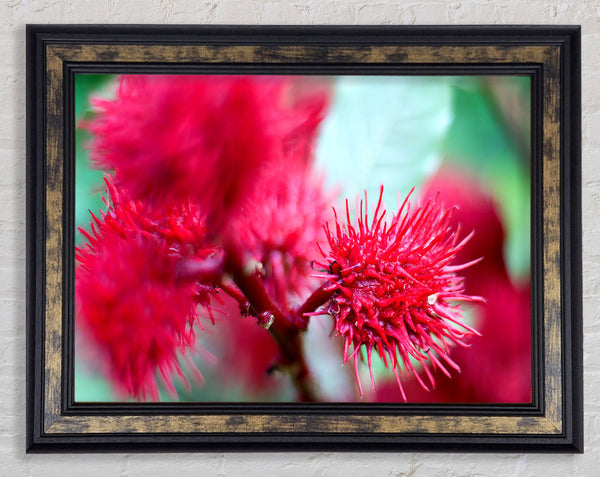 Spikey Flower Heads Framed Print