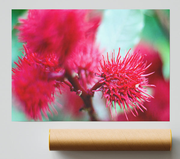 Spikey Flower Heads Poster