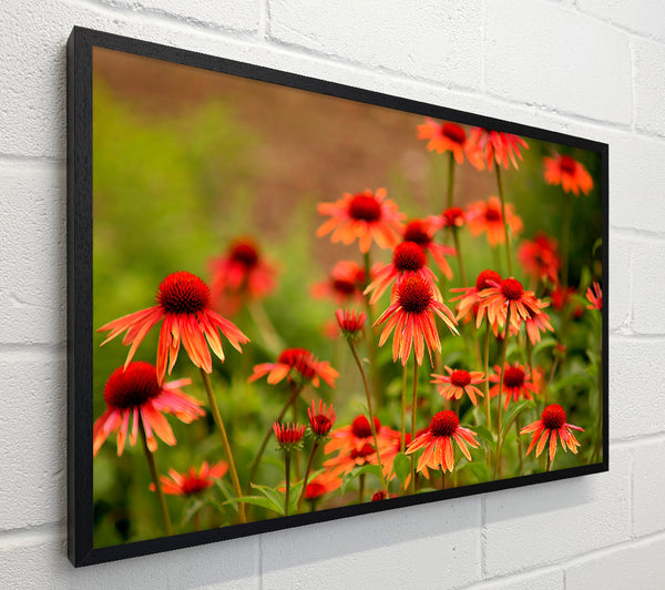 Variety Daisies