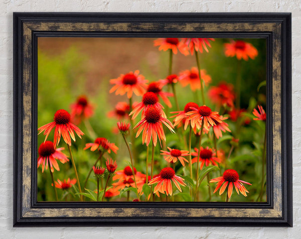 Variety Daisies Framed Print