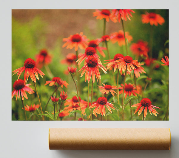 Variety Daisies Poster