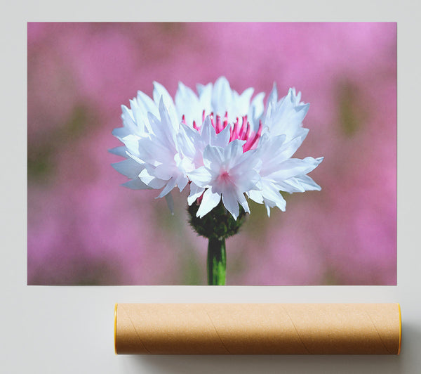 Tiny Flower Giclee Print