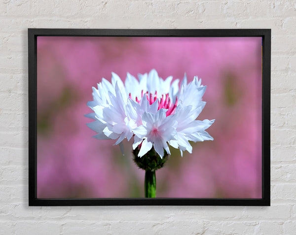 Kleine Blume