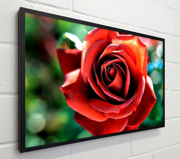 Beautiful Rose In The Garden