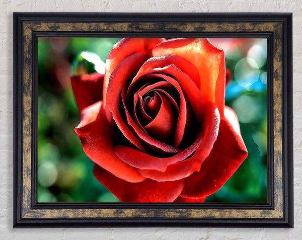 Beautiful Rose In The Garden Framed Print