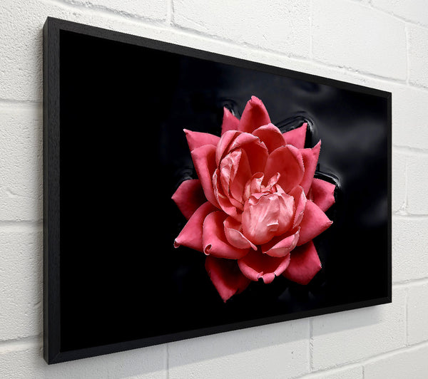 Floating Flower