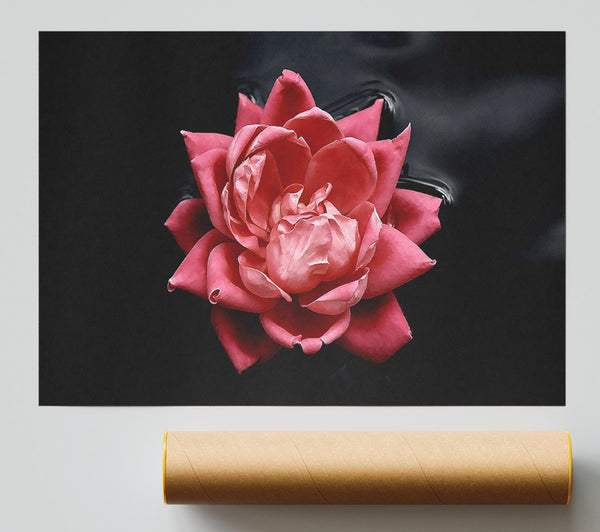 Floating Flower Print