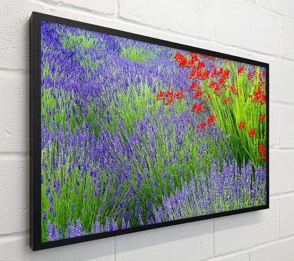 Lavender And Crocosmia