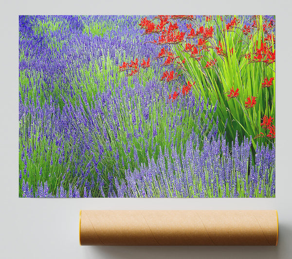 Lavender And Crocosmia Giclee Print