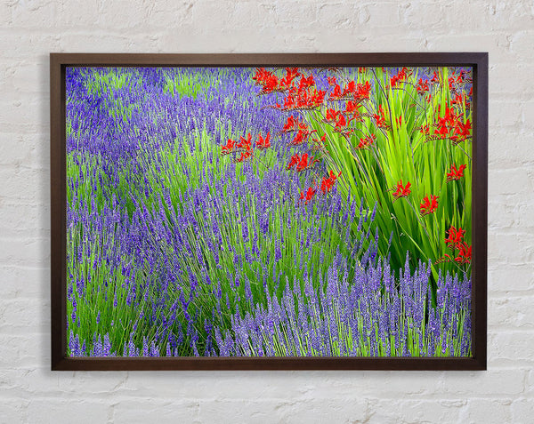 Lavender And Crocosmia Framed Print