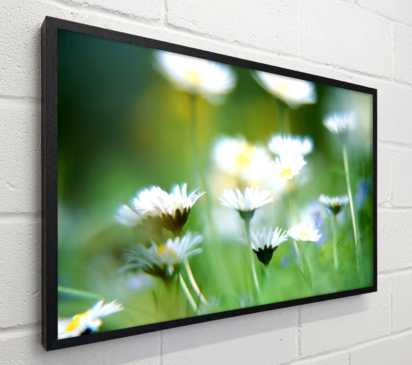 Blurry Daisies