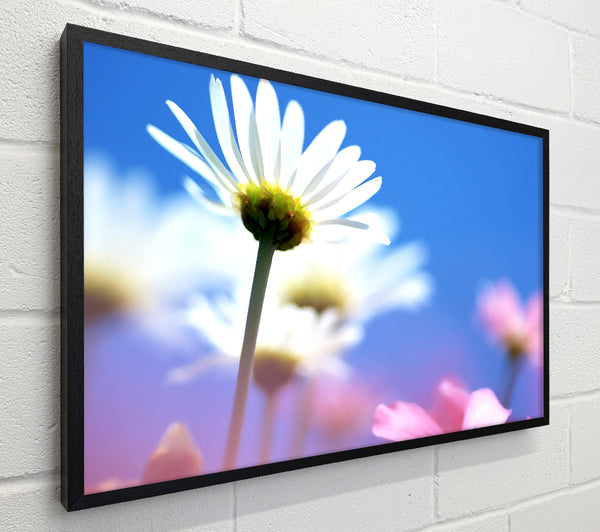 Daisies In The Sky