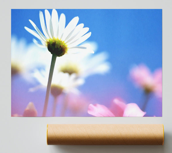Daisies In The Sky Print