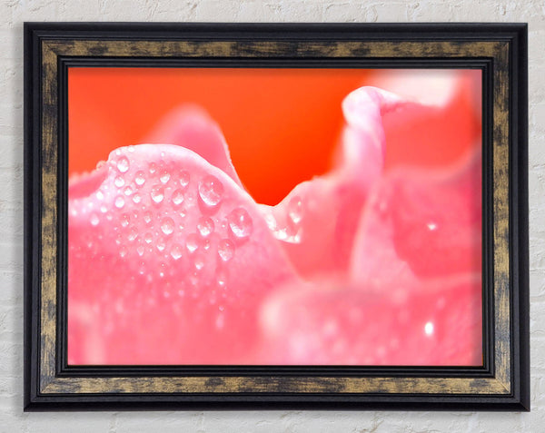 Pink Rose Dew Drop Framed Print
