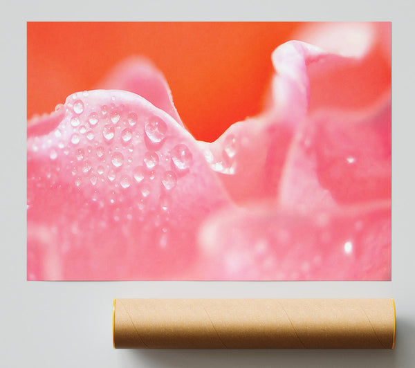 Pink Rose Dew Drop Giclee Print
