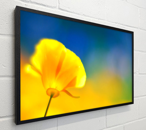California Poppy Yellow