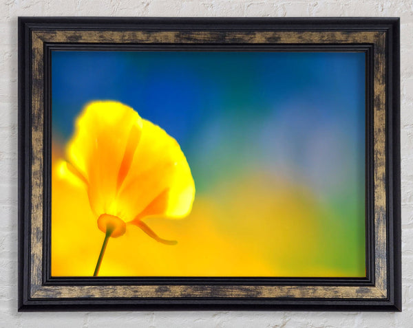 California Poppy Yellow Framed Print