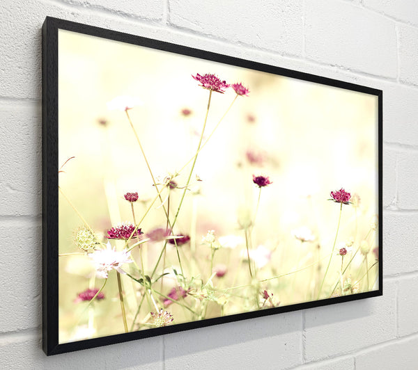 Wildflowers In Stunning Sunlight