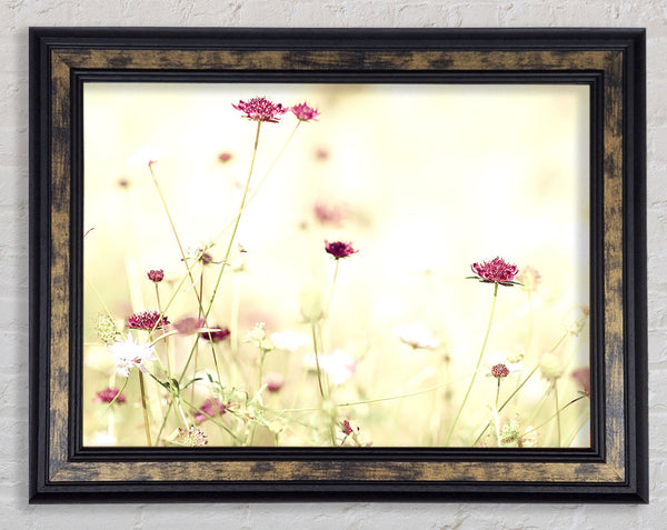 Wildflowers In Stunning Sunlight Framed Print