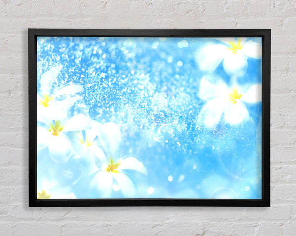 Plumeria Blau
