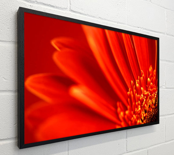 Red Orange Gerbera Petals