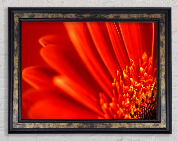 Red Orange Gerbera Petals Framed Print
