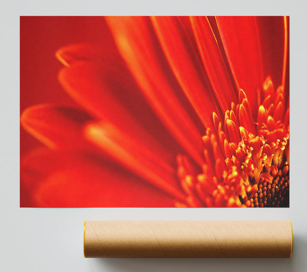 Red Orange Gerbera Petals Giclee Print