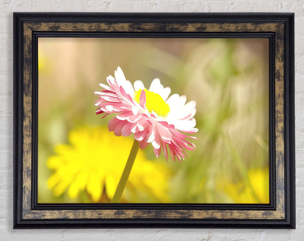 Beautiful Summer Pink Flower Framed Print
