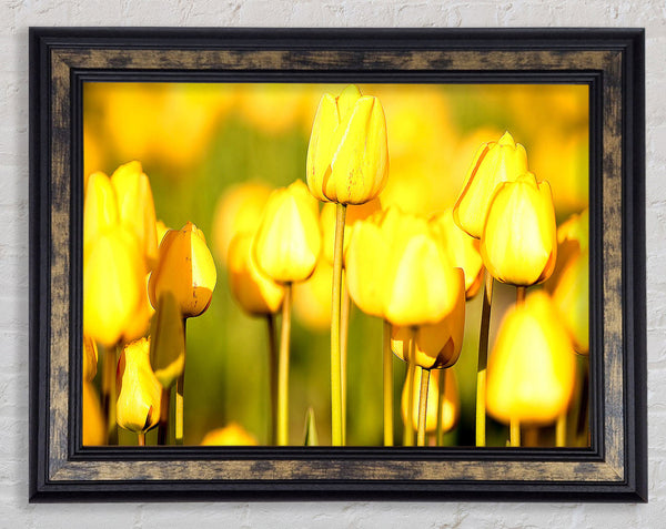 Yellow Tulips In The Garden Framed Print