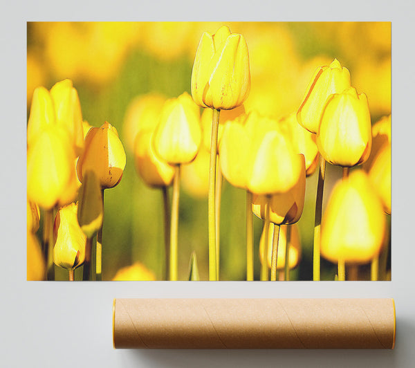 Yellow Tulips In The Garden Giclee Print