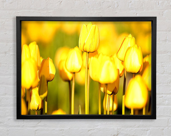 Gelbe Tulpen im Garten