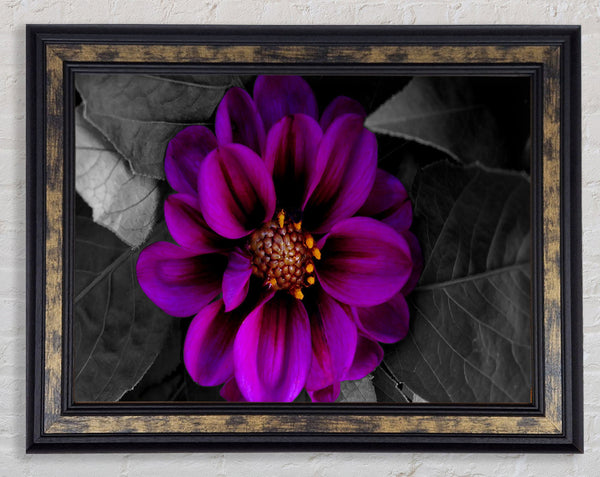 Fall Flower Framed Print