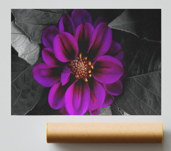 Fall Flower Giclee Print