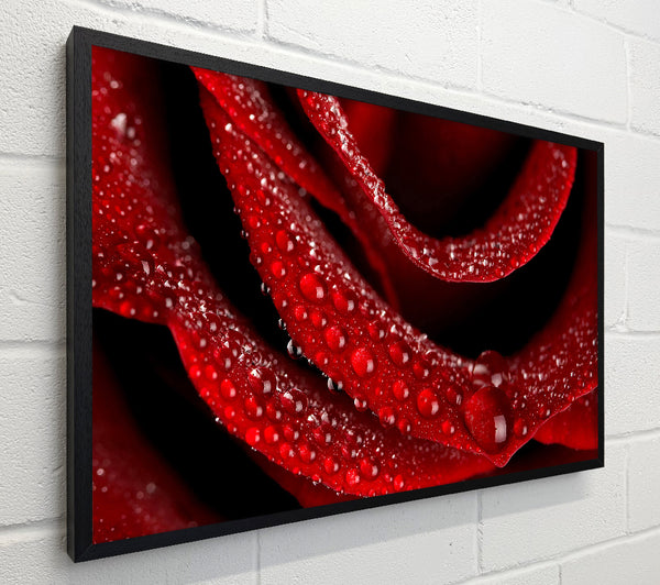 Velvety Rose With Dew Drops
