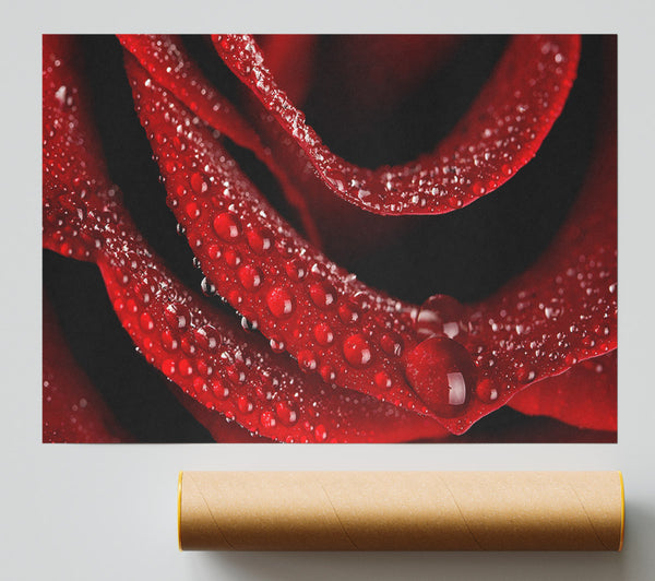 Velvety Rose With Dew Drops Print