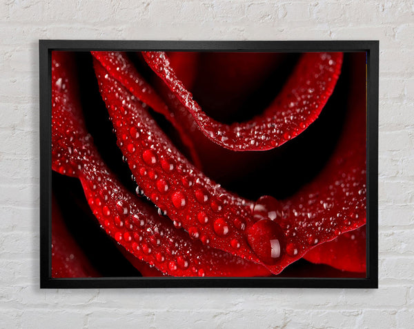 Samtige Rose mit Tautropfen
