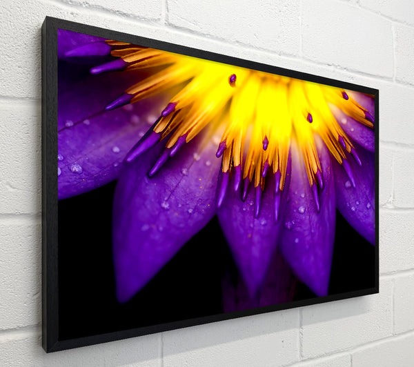 Water Lily Purple Yellow